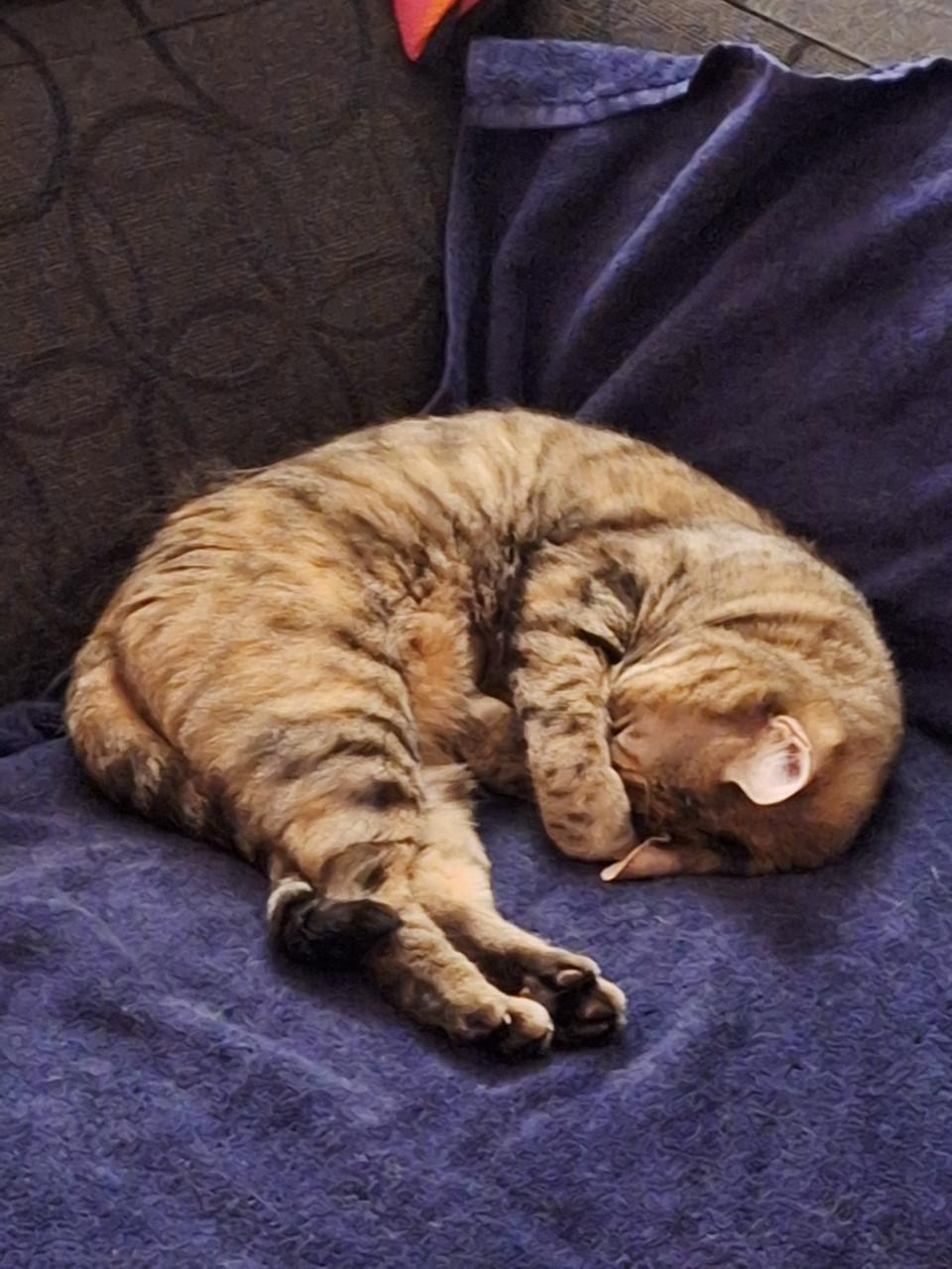 Goed thuis gezocht voor Loesje