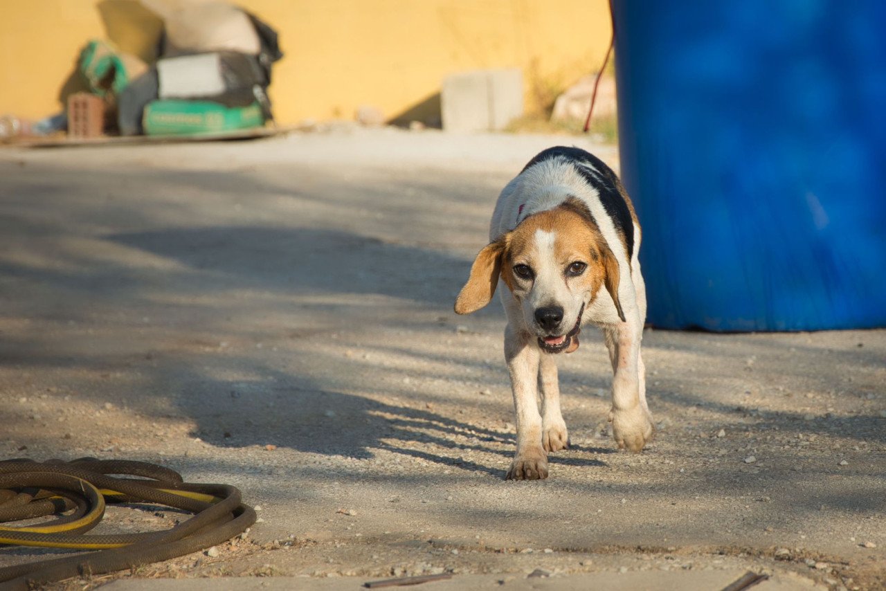 Deze hele lieve Beagle zoekt een heel lief baasje!