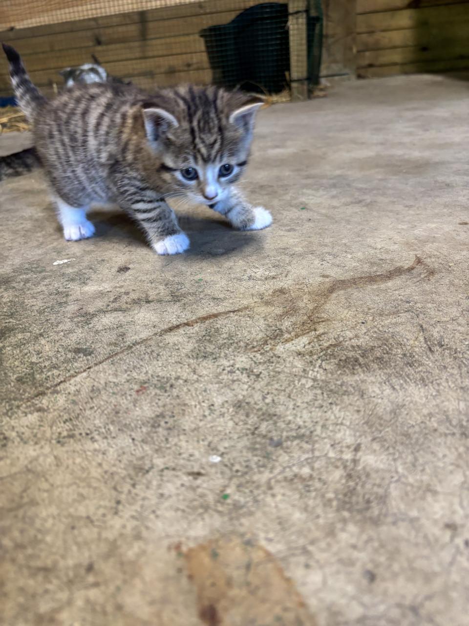 5 boerderij kittens