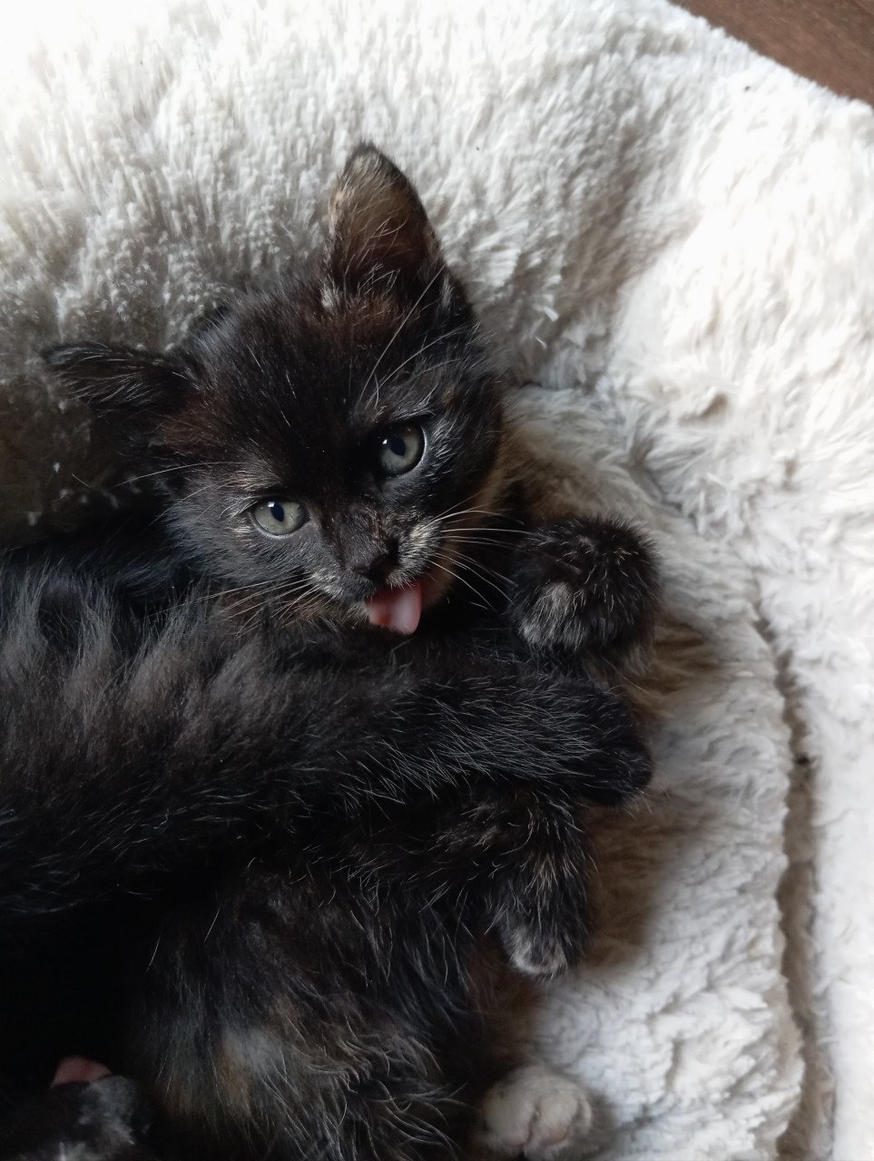 Kitten - vrouwtje