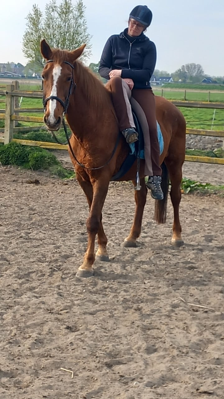 Meerdere fijne recreatiepaarden te koop