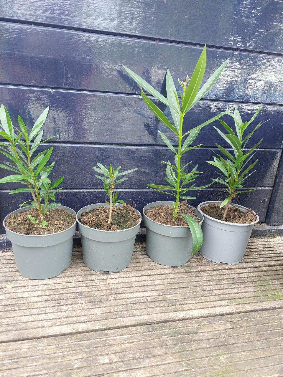 Oleanders