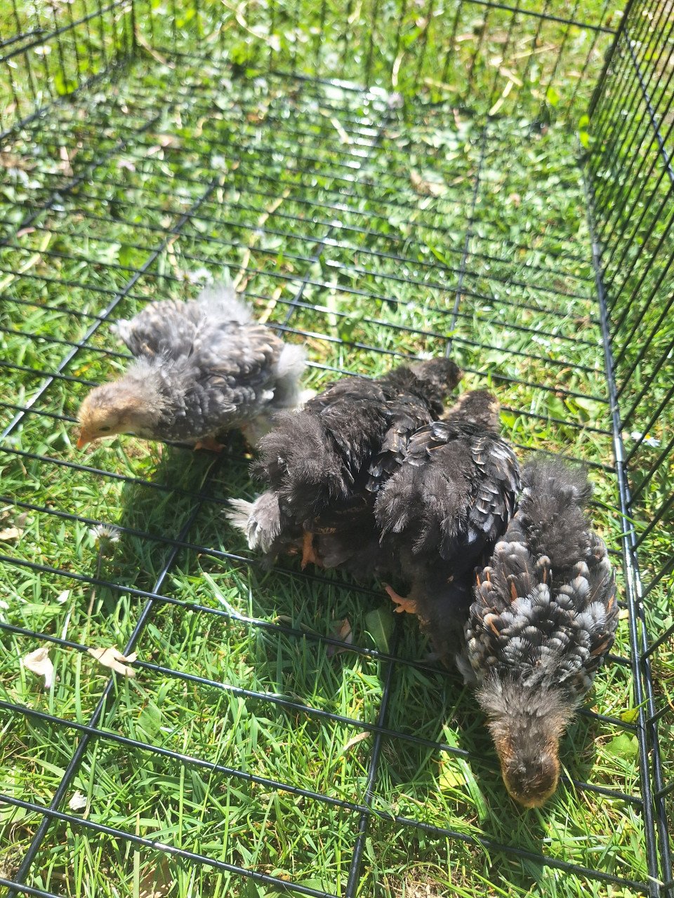 Te Koop: Cochin kuikens en 1 Brahma