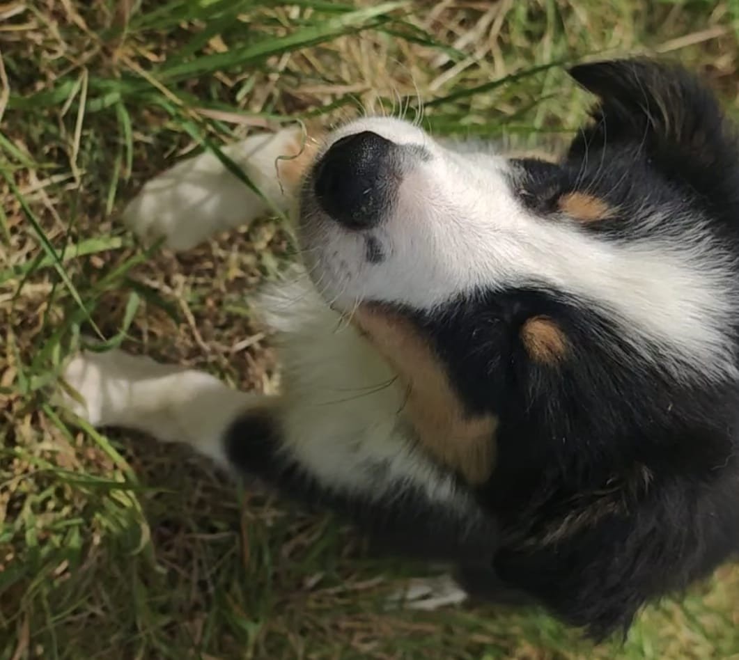 Border collie pups