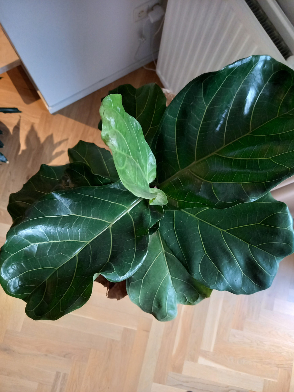 Kamerplant