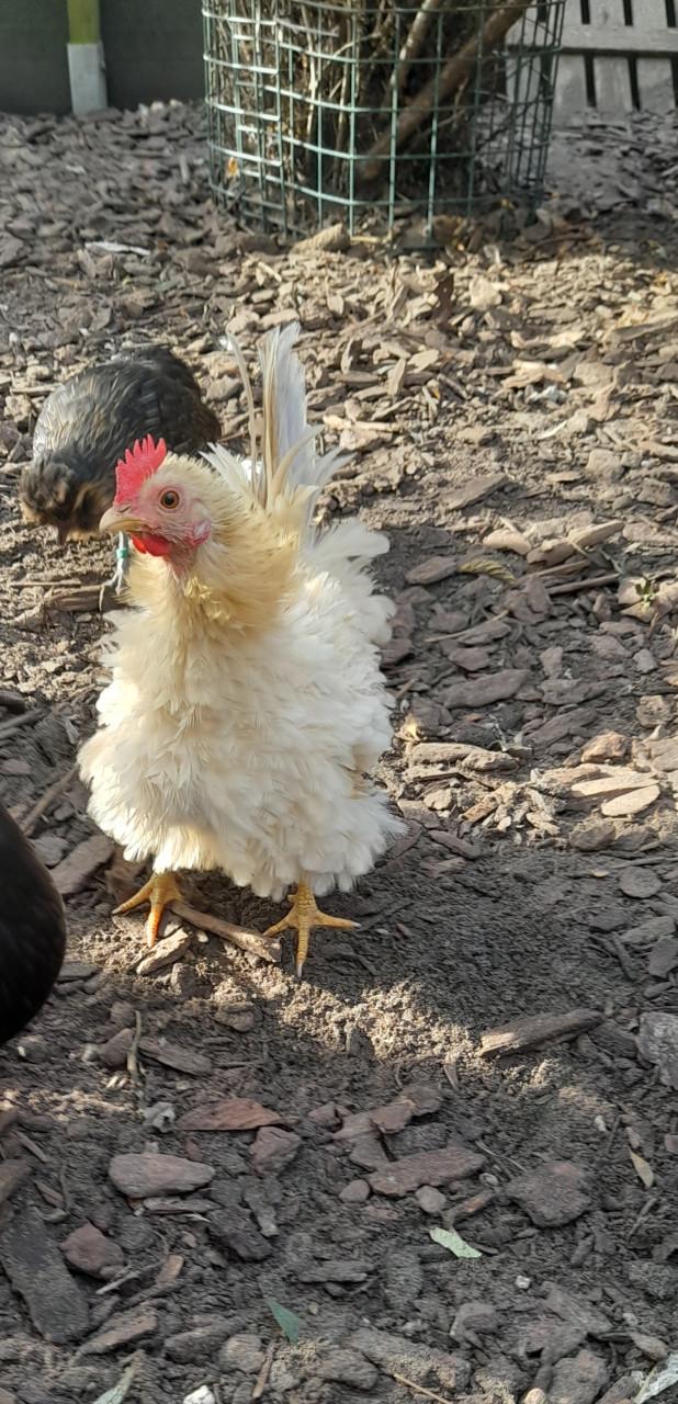 2 serama hennetjes 2025