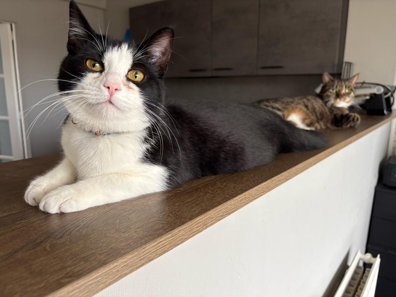 Bilou en Bailey zoeken een goud mandje