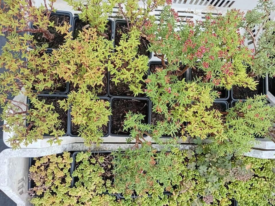Geel/oranje vlinderstruikjes en witte pluimhortensia's