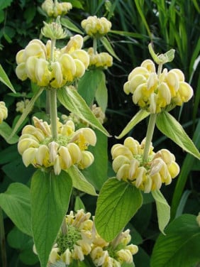 Brandkruid/etageplant
