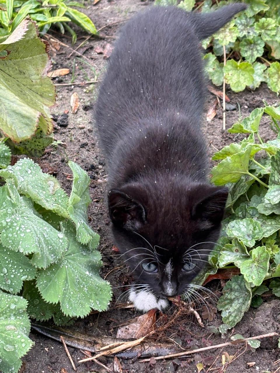 Kittens