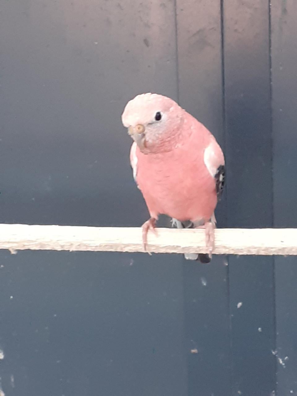 Roze bourkesman 2025