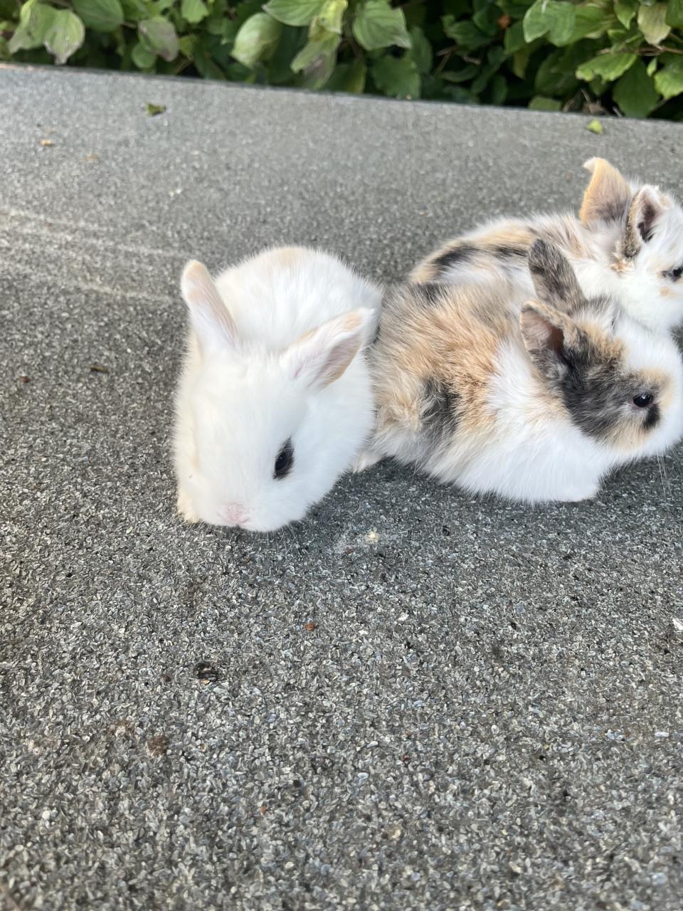 Baby konijntjes