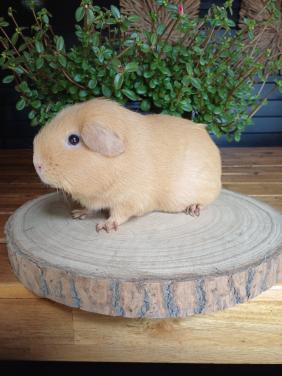 Gladhaar cavia vrouwtje