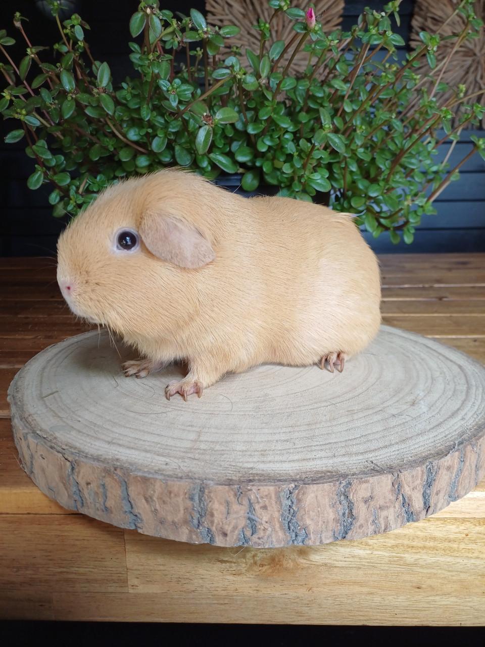 Gladhaar cavia vrouwtje
