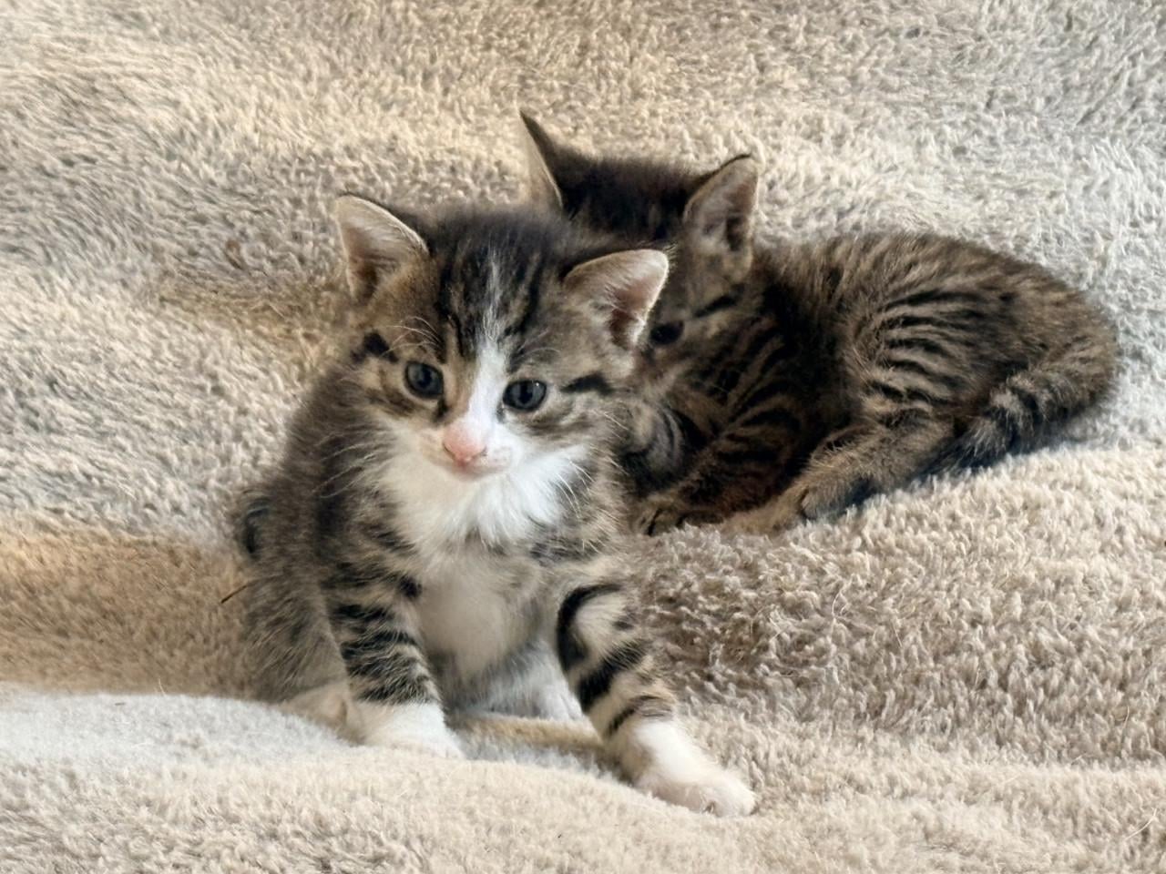 Kittens te koop