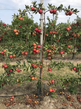 Fruitbomen in leivorm / Leibomen / Appel