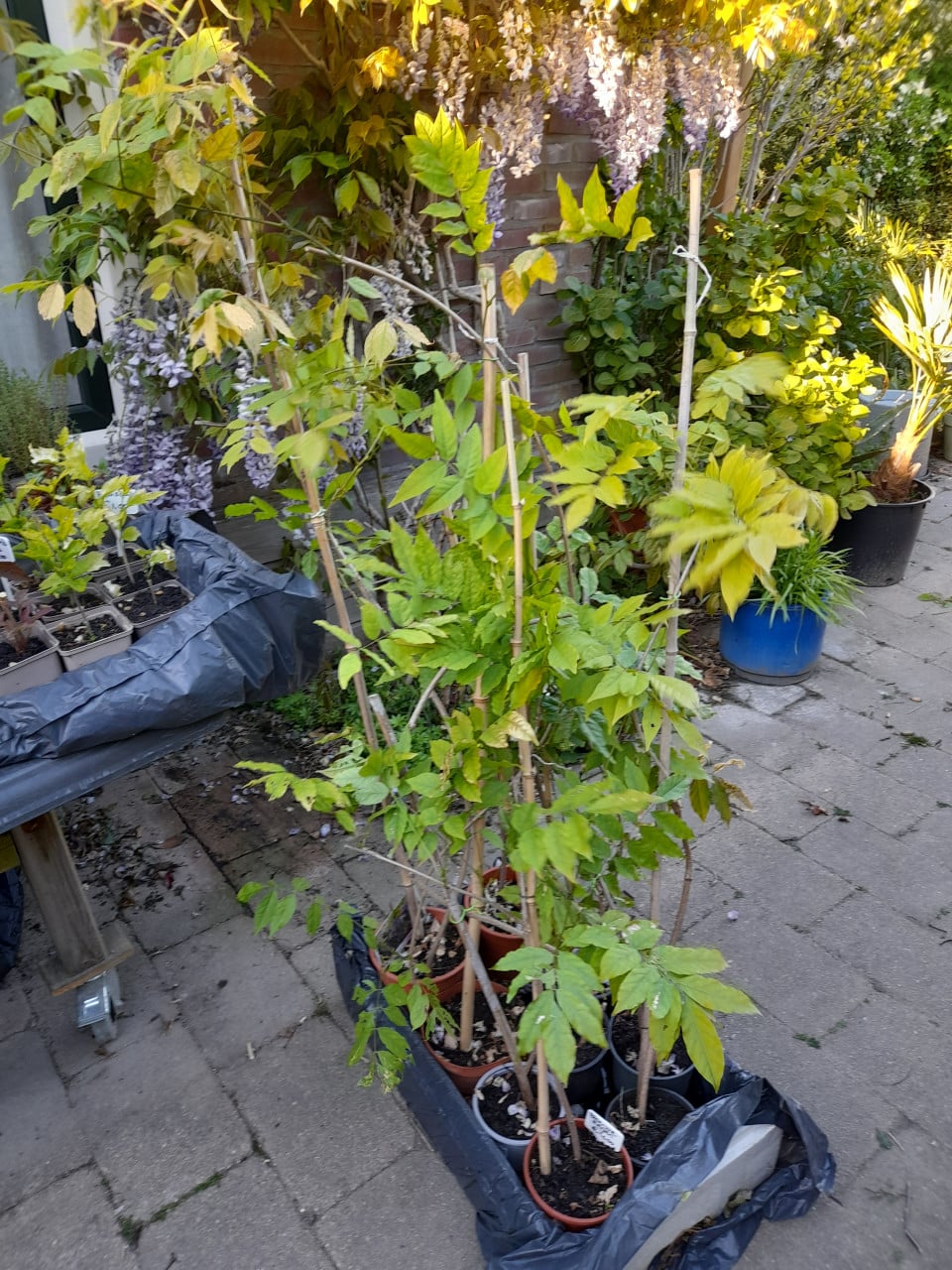 Blauwe regen