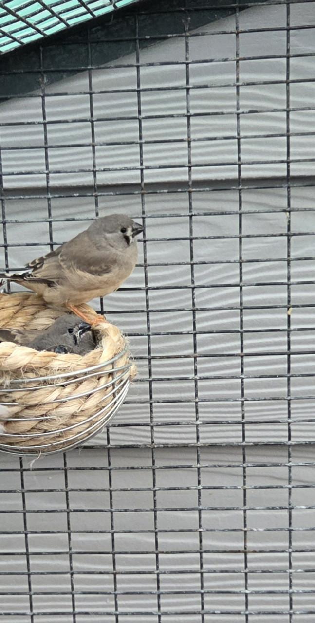 Vogels zebravinken