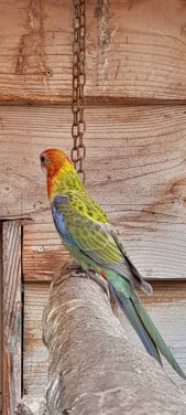 Parkieten rosellas en koppel bergparkieten
