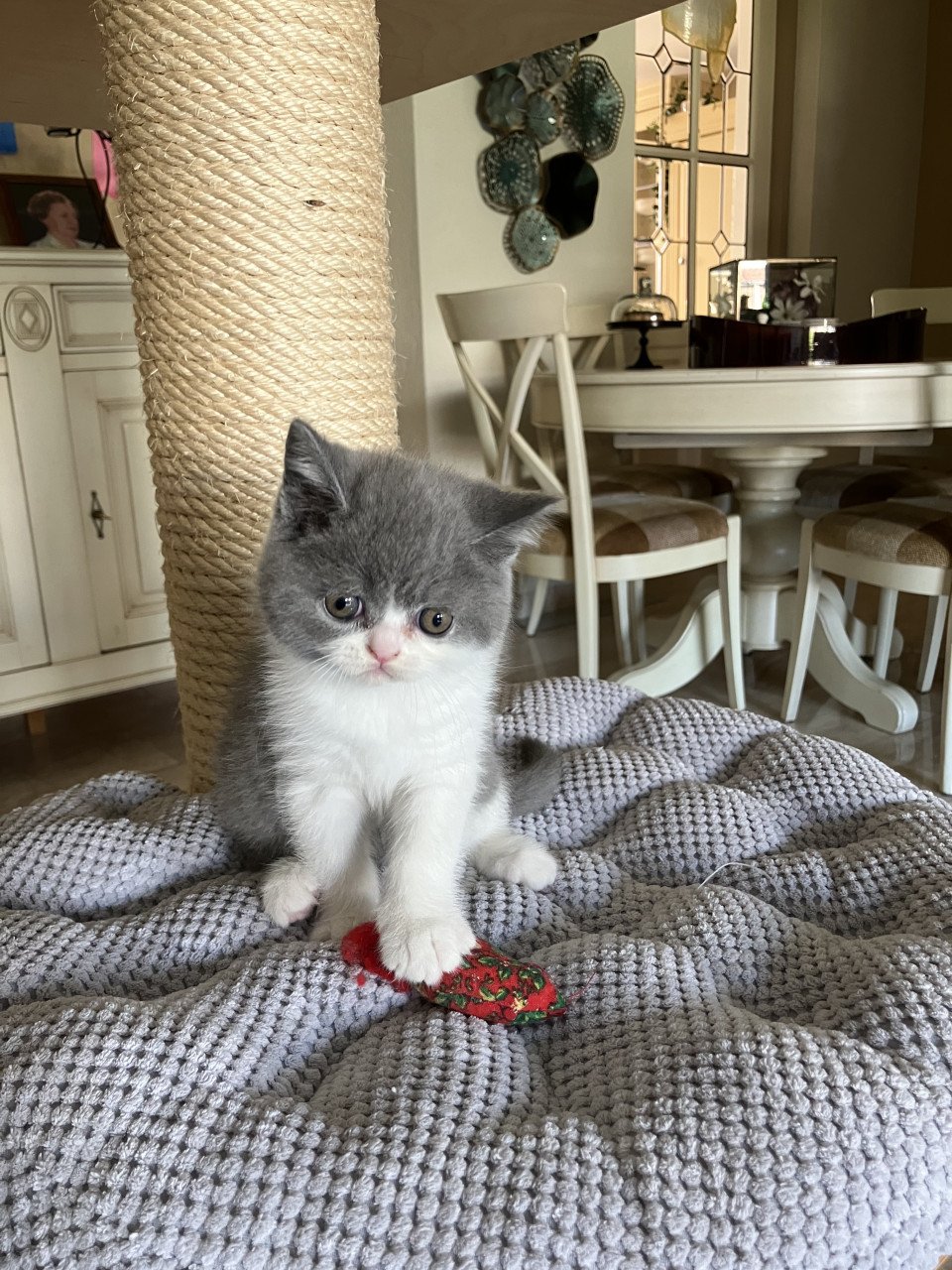 Brits Korthaar kittens