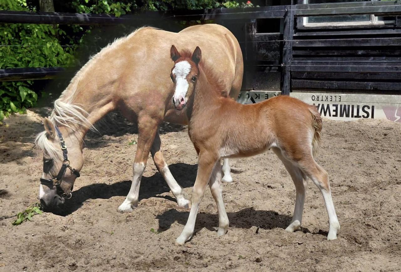 Bruine Welsh A hengst - 3 jaar