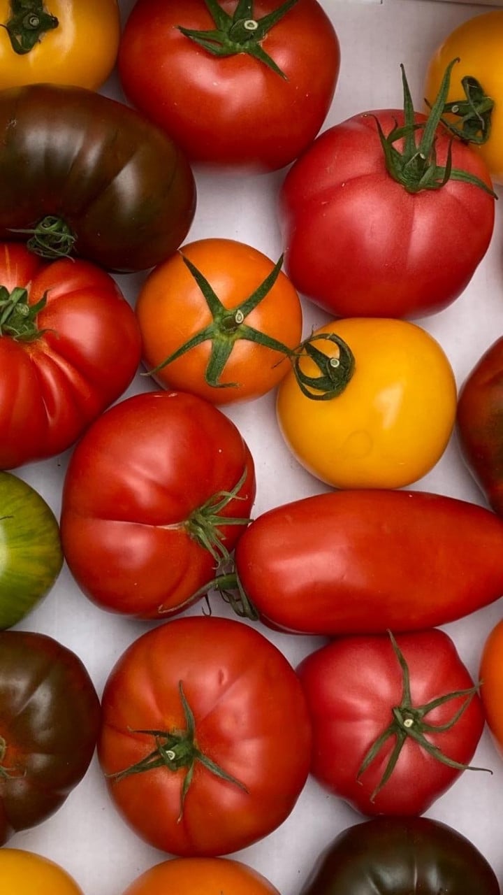Tomatenplanten, 25 soorten