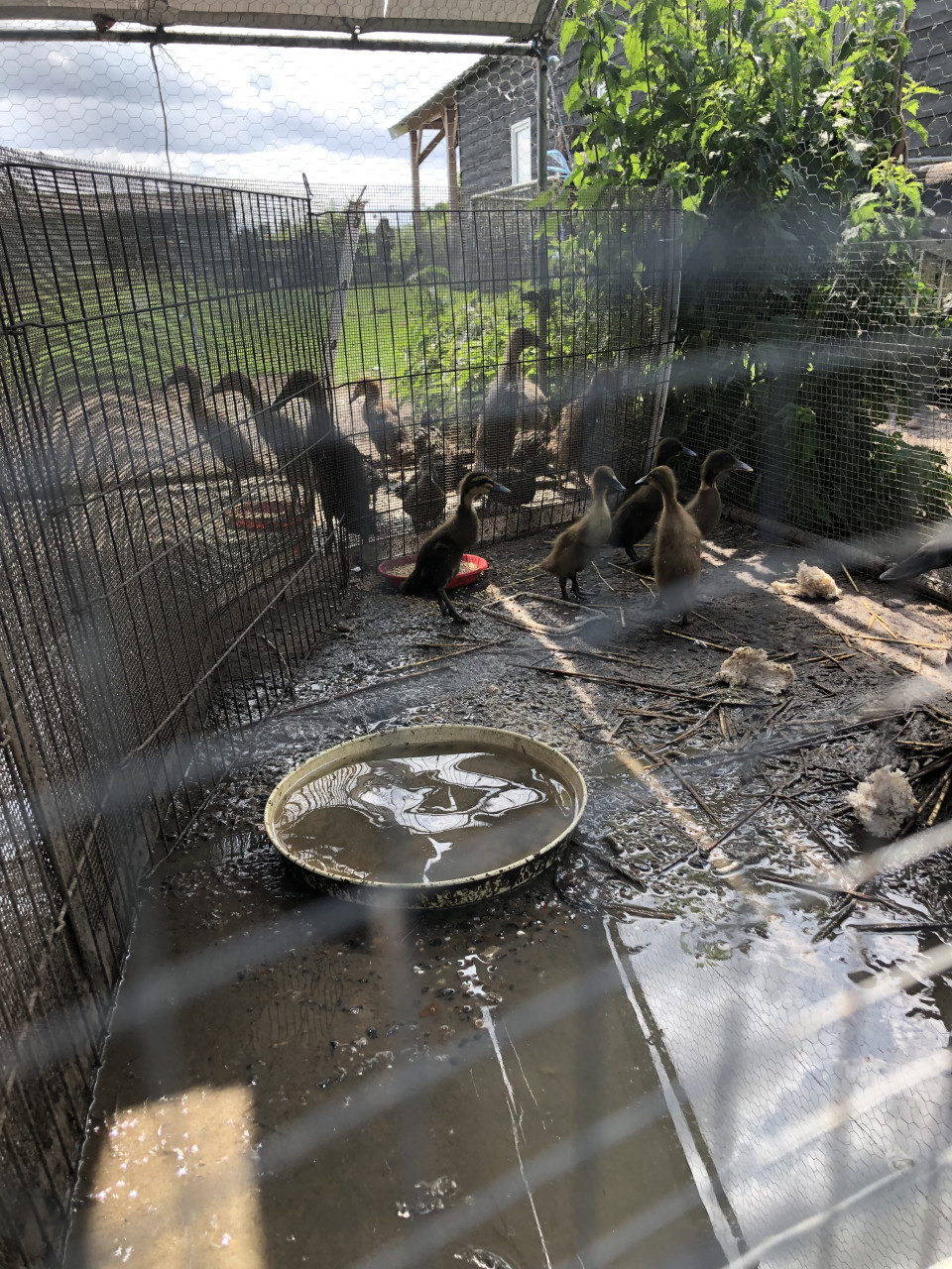 Jonge Gesekste loopeenden, natuurbroed