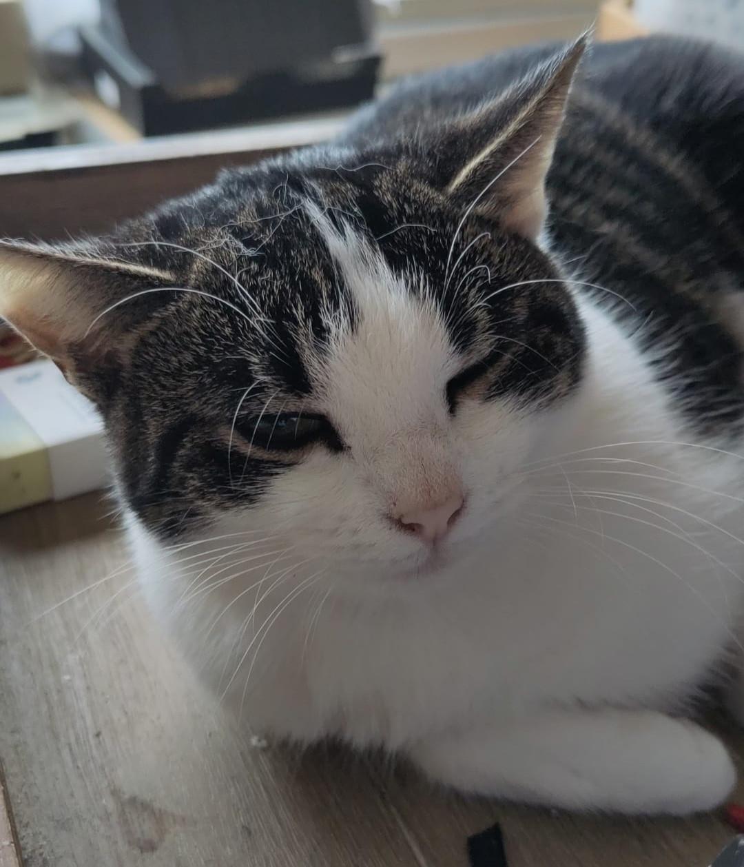 Poes / kattin 10 maanden zoekt nieuw huisje