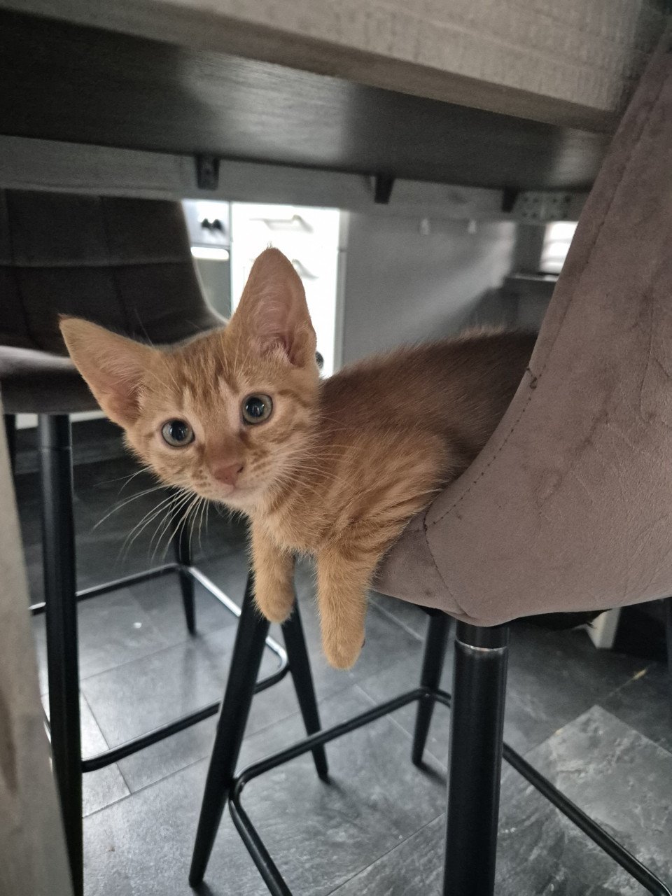 Twee rode kittens (poesjes)