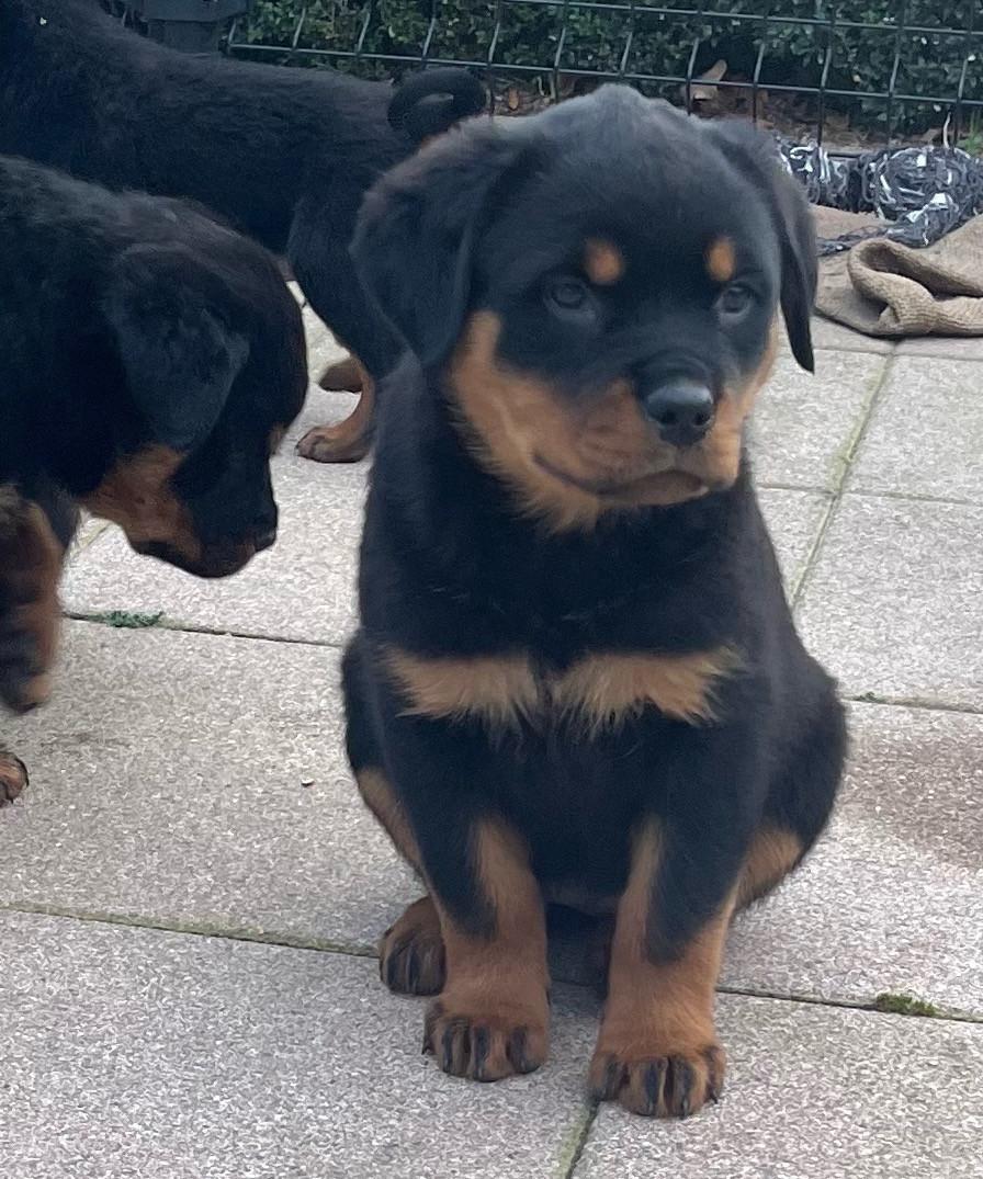 Rottweiler pups