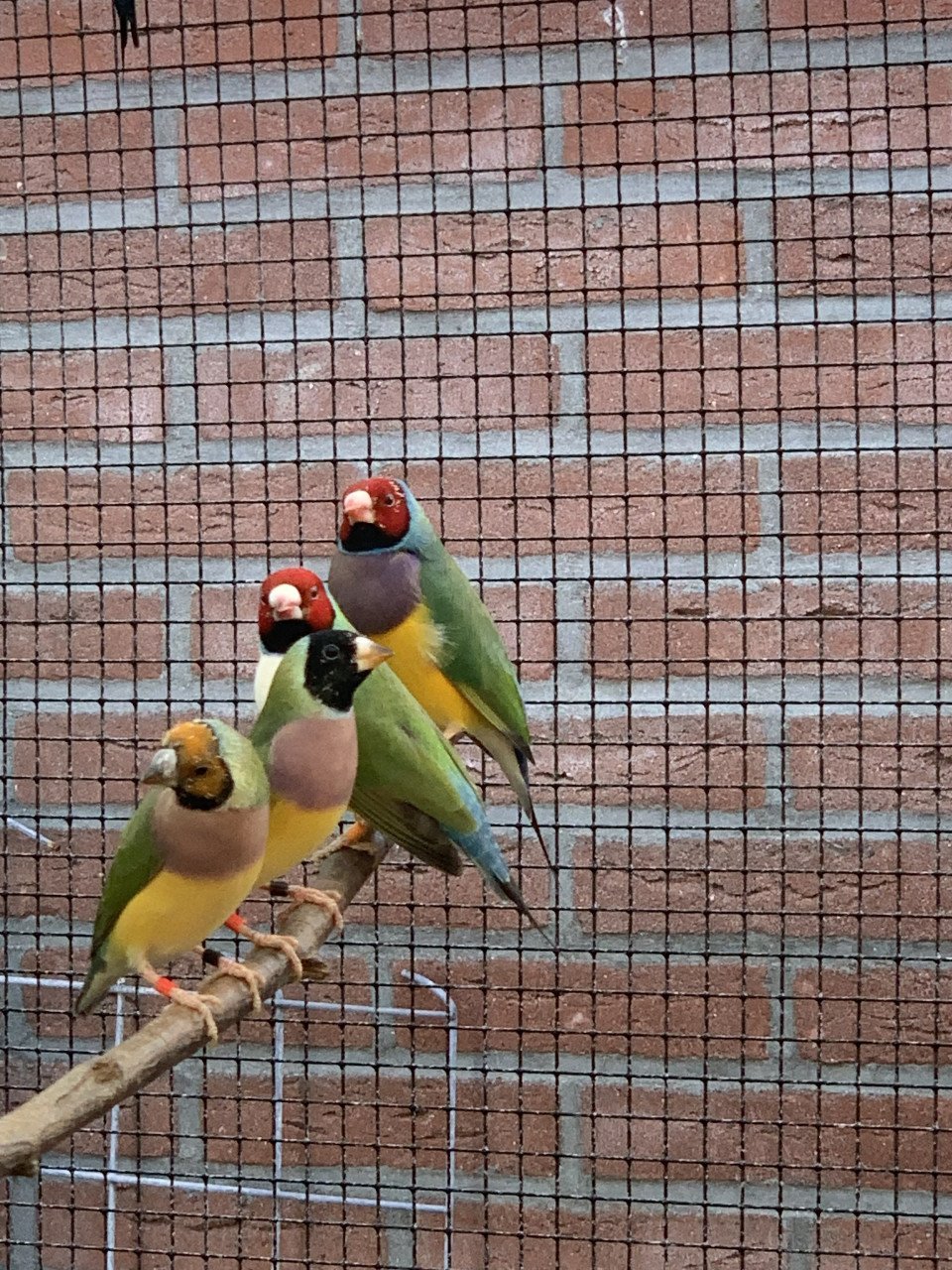 Gouldamadines (uit buitenvoliere)