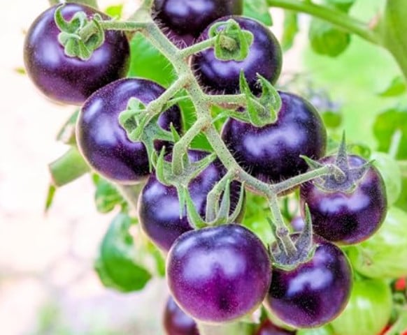 TOMATEN PLANTEN EN SIERTUIN PLANTEN BIJ DE VOORDEUR + bomen VEEL NIEUWE