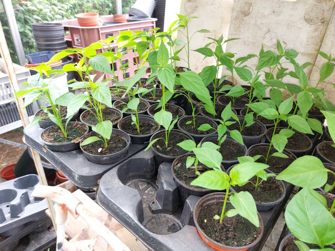 Diverse planten