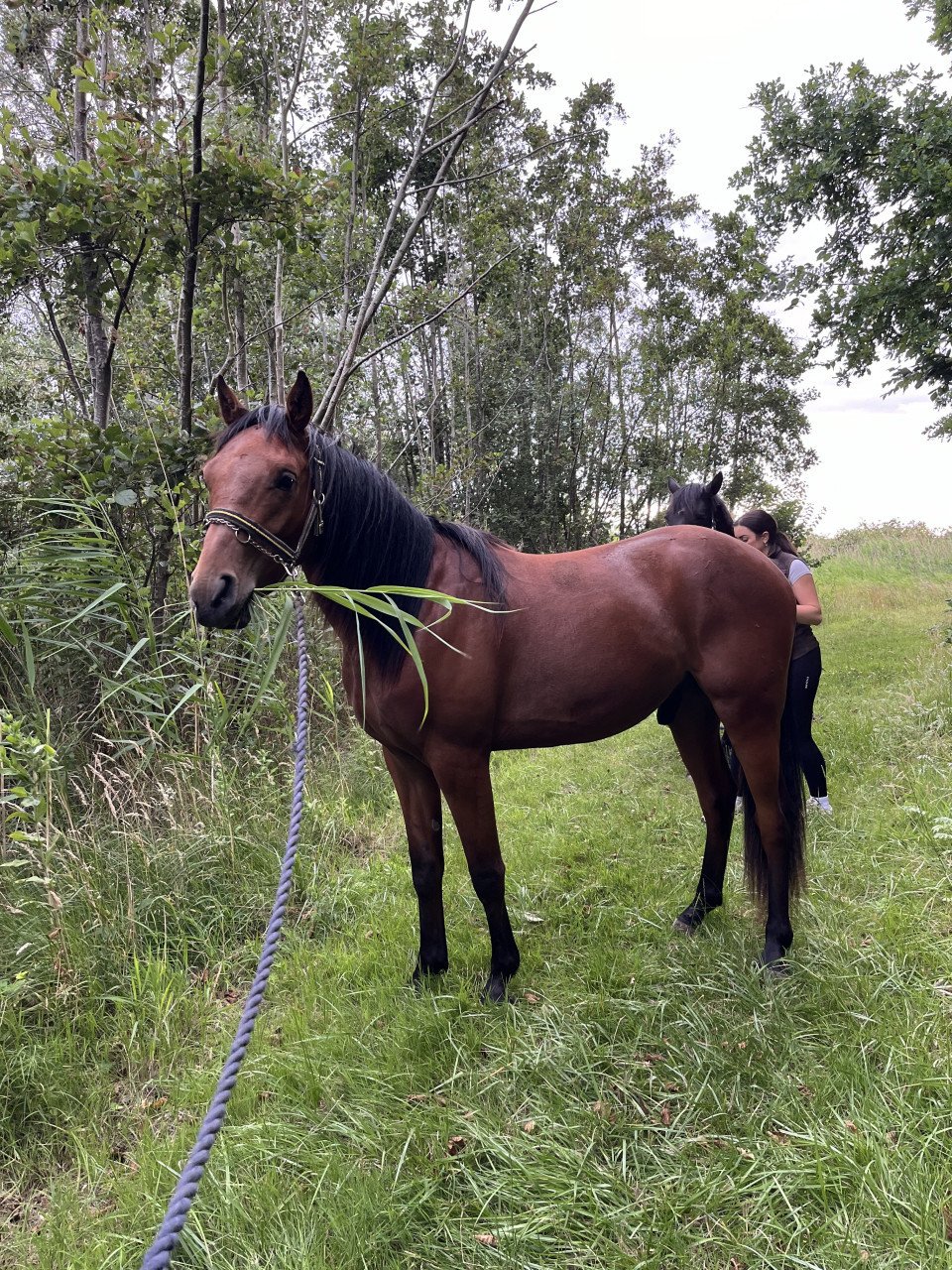 Tweejarige Partbred Arabier