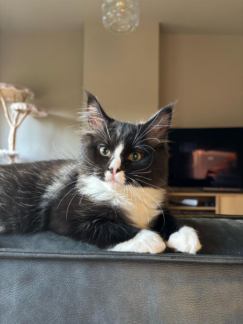 Katertje Ragdoll x Mainecoon