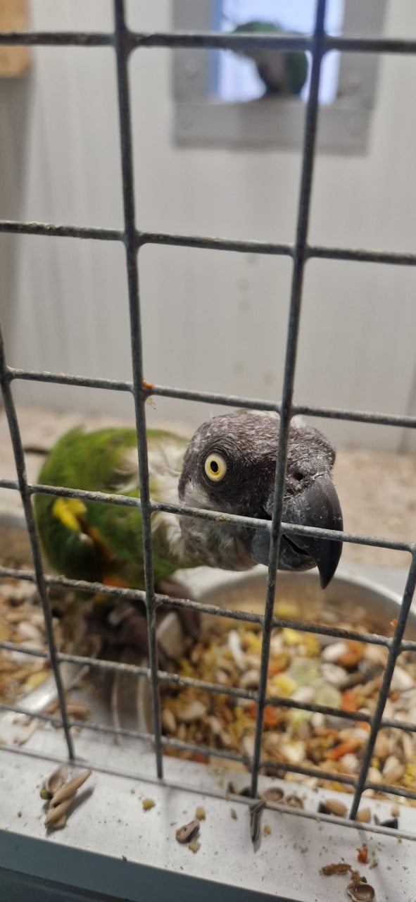 Koppel Senegal papegaai (bonte boer)