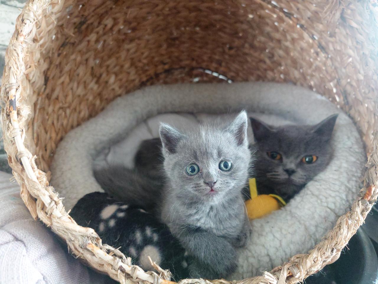 Brits korthaar X kitten Blue solid