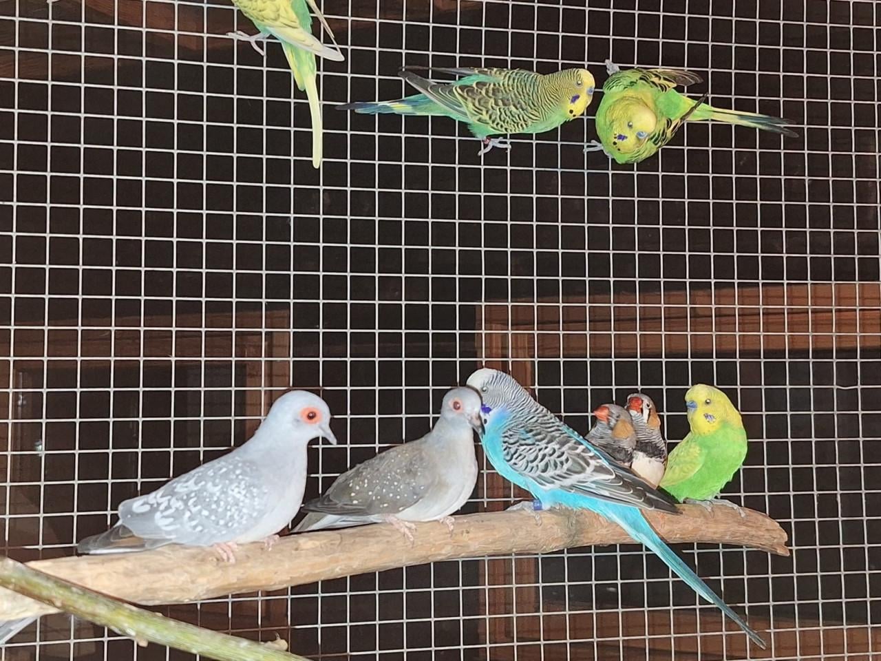 Grasparkieten verschillende kleuren