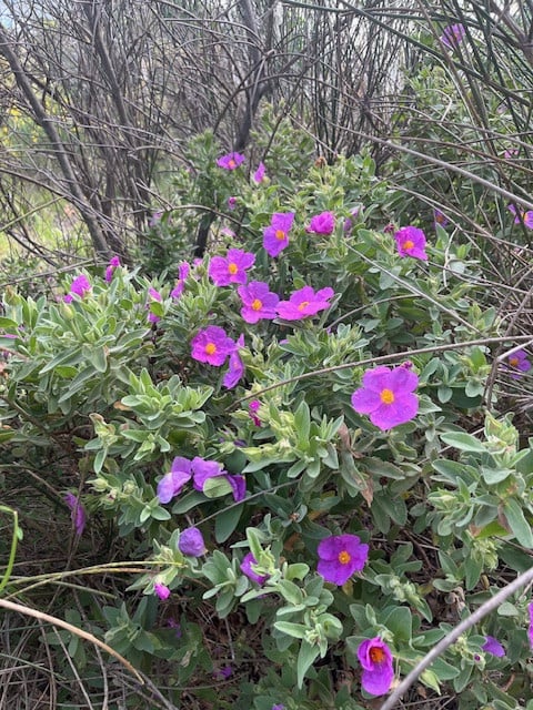 Plant - Cistus