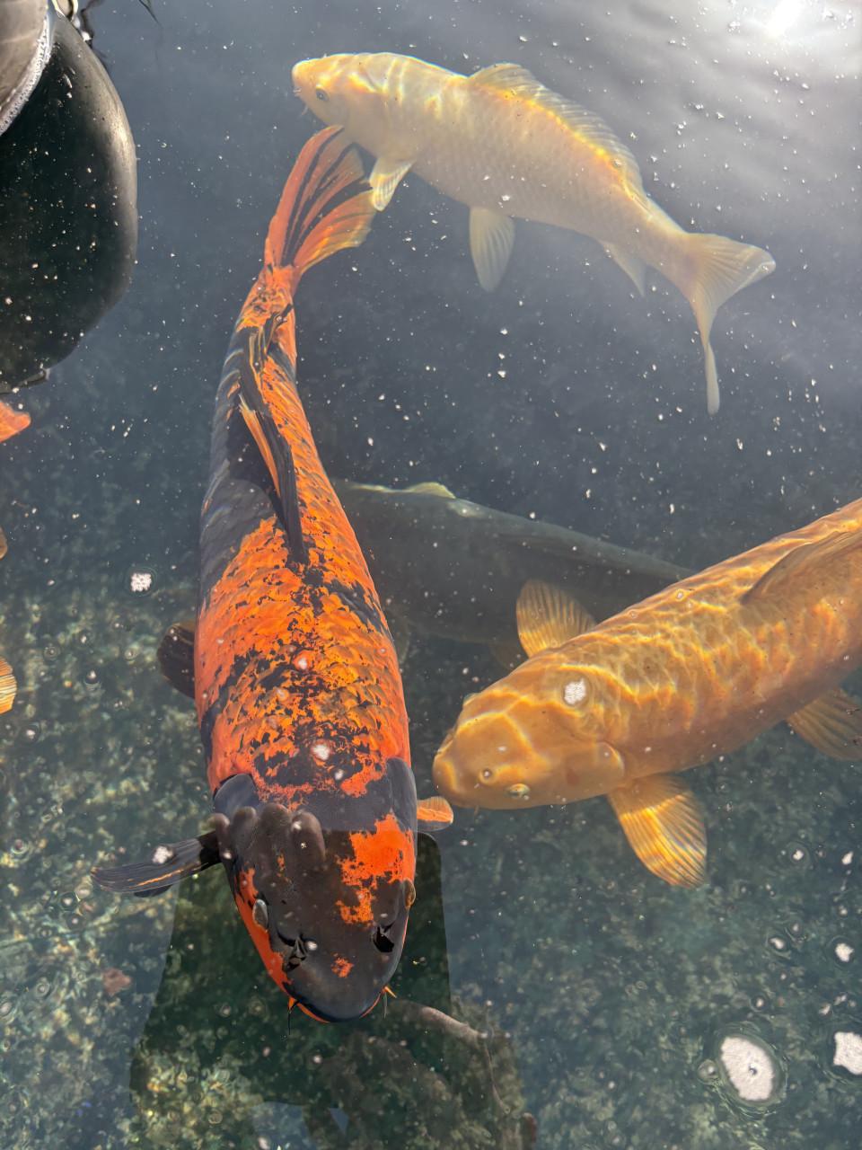 Koi karper en vijver onderdelen teab
