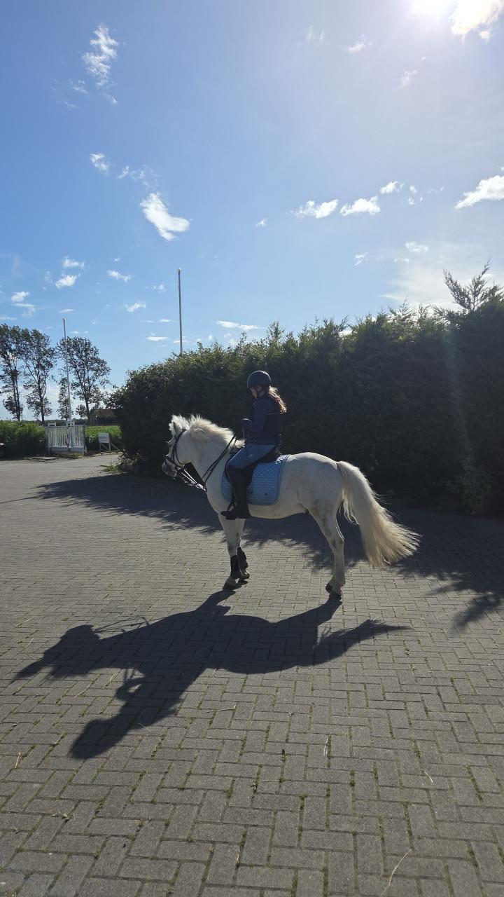 Brave allround kinderpony