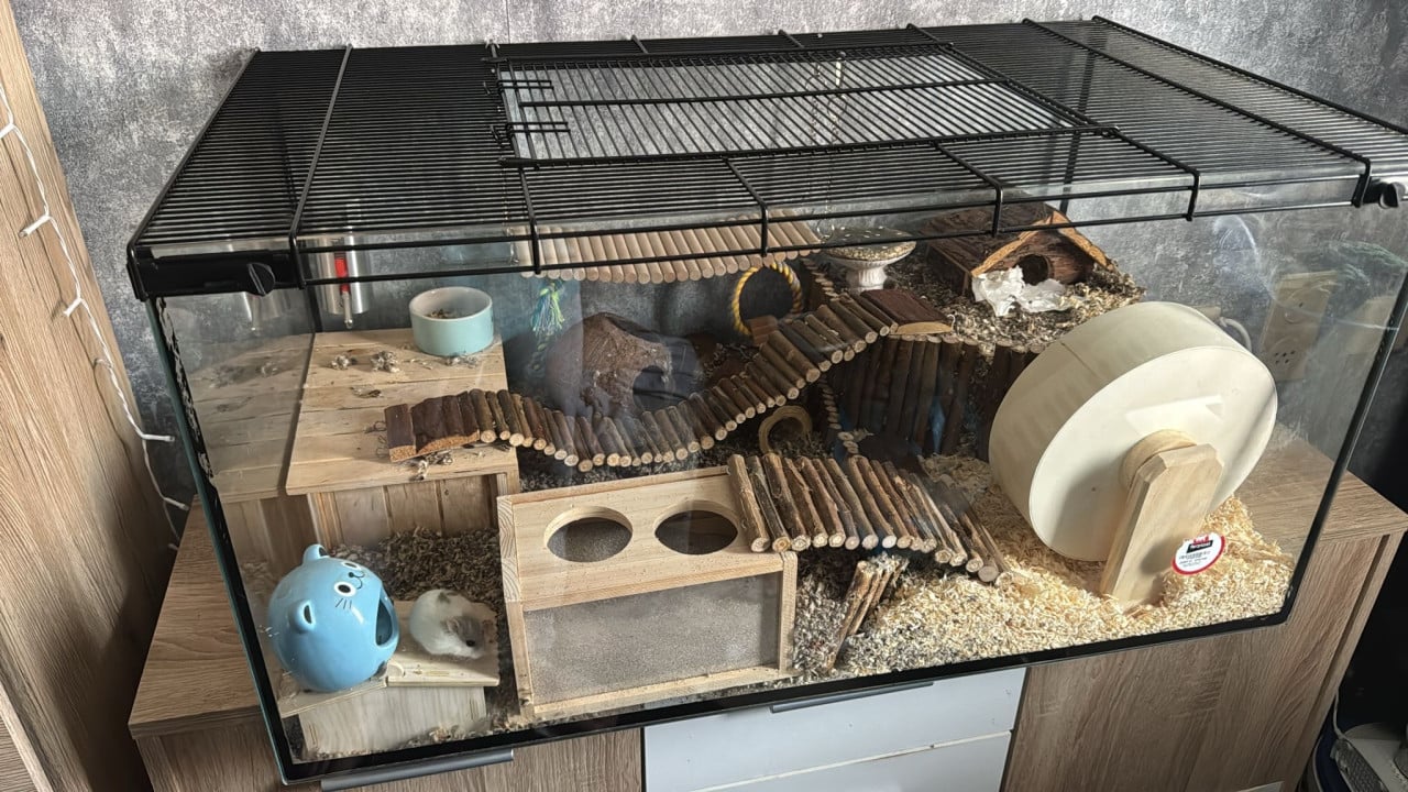 Hamster met hok