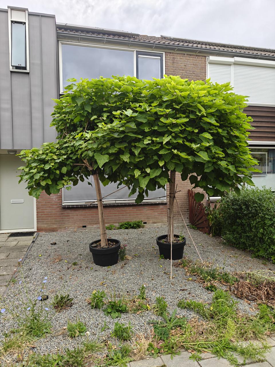2 grote sierbomen a 2,5m in pot 60cm te koop: Bolcatalpa's