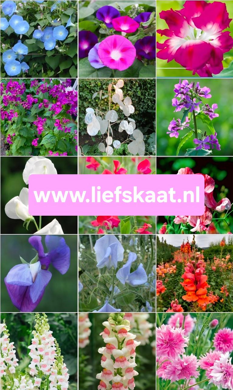 Biologische Bloemen Zaden