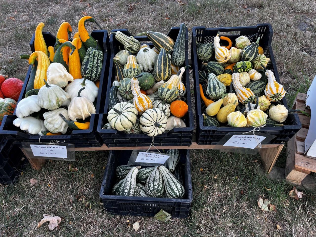Kalebassen en pompoenen