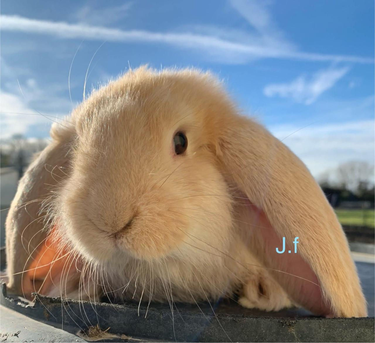 Raszuivere Franse hangoor konijnen