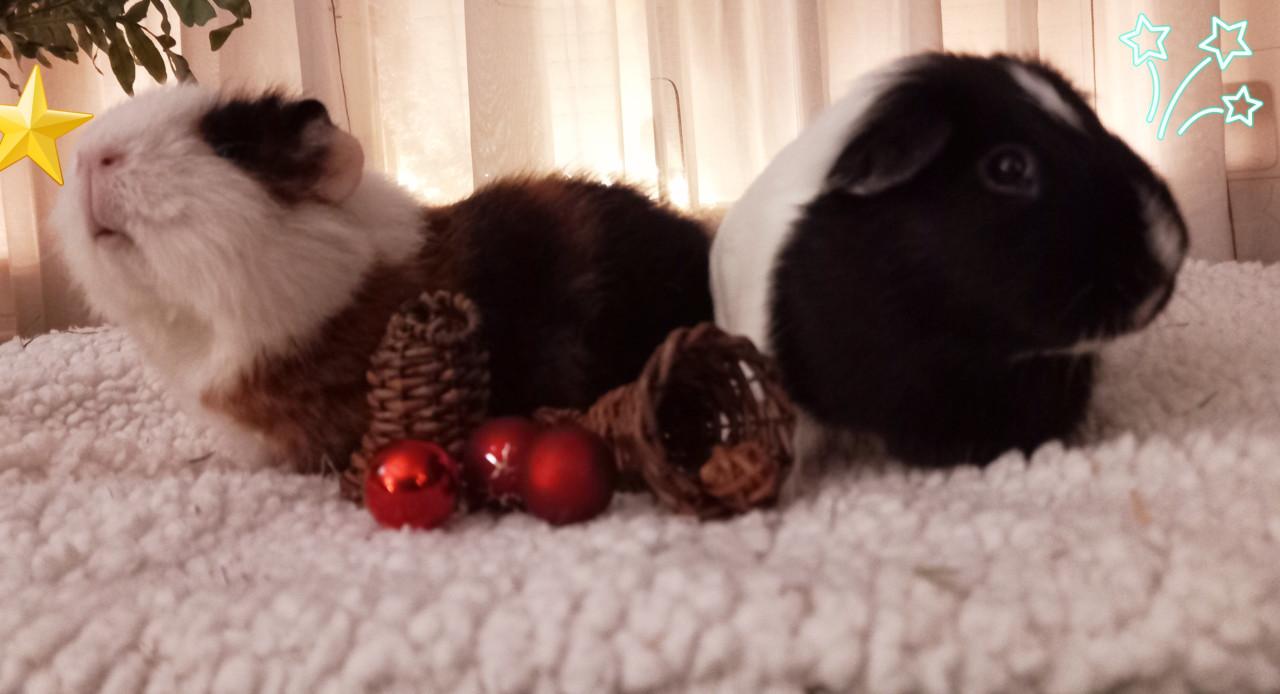 Opvang voor cavia's bij nood/spoed