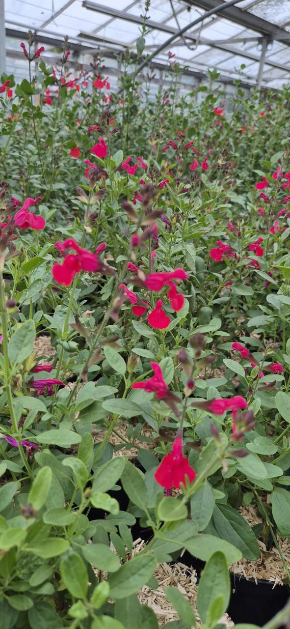 Tuinplanten bio gekweekt