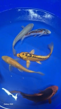 Mooie koi