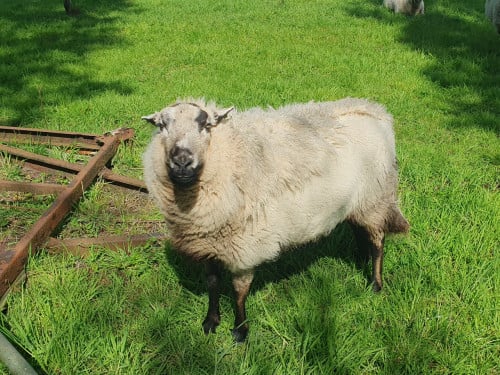 Maasduin schapen